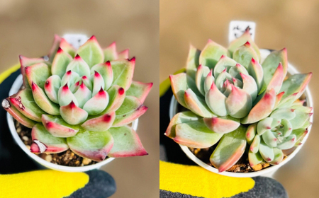 多肉植物 初心者さんも育てやすい エケベリア おまかせ 10種セット 【mucca】[ATHD002]