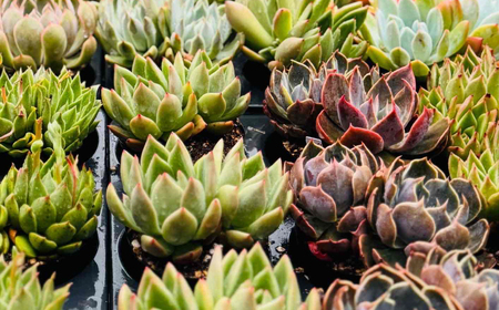 多肉植物 9センチポット 大型苗 デカベリア エケベリア おまかせ 5種セット  【mucca】[ATHD003]