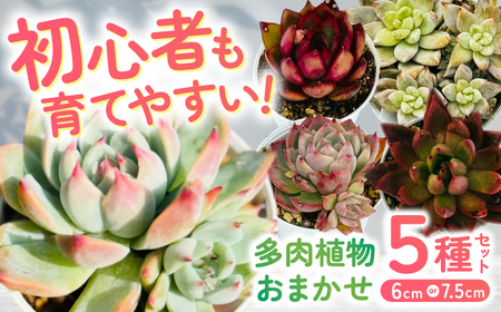 多肉植物 初心者さんも育てやすい エケベリア おまかせ 5種セット 【mucca】[ATHD001]