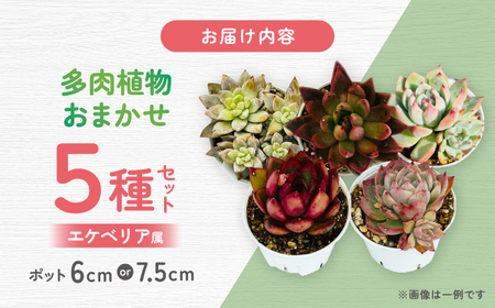 多肉植物 初心者さんも育てやすい エケベリア おまかせ 5種セット 【mucca】[ATHD001]