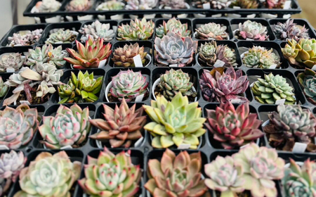 多肉植物 初心者さんも育てやすい エケベリア おまかせ 5種セット 【mucca】[ATHD001]