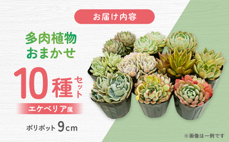 多肉植物 9センチポット 大型苗 デカベリア エケベリア おまかせ 10種セット 【mucca】[ATHD004]