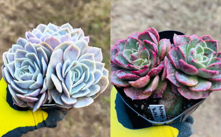 多肉植物 9センチポット 大型苗 デカベリア エケベリア おまかせ 10種セット 【mucca】[ATHD004]