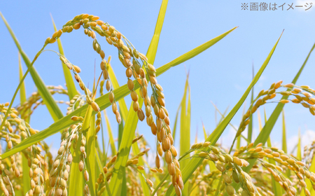 R7年度産 無洗米 地産地消米 約5kg×2 合計約10kg  /高知県 高知市 無洗米 精米 お米 白米 ブレンド米 【高知食糧株式会社】 [ATBL003]