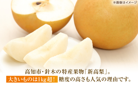 【先行予約】 新高梨 約2kg（3~4玉） 〈2026年9月20日~10月末発送〉 / 高知 針木 新高梨 梨 和梨 果物 フルーツ デザート 【川渕果樹園】[ATHX001]