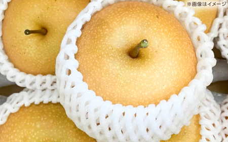 【先行予約】 新高梨 約2kg（3~4玉） 〈2026年9月20日~10月末発送〉 / 高知 針木 新高梨 梨 和梨 果物 フルーツ デザート 【川渕果樹園】[ATHX001]