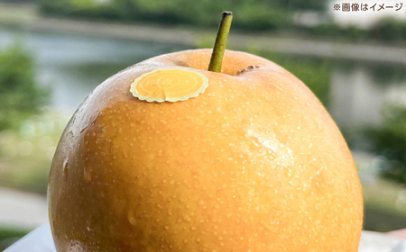 【先行予約】 新高梨 約2kg（3~4玉） 〈2026年9月20日~10月末発送〉 / 高知 針木 新高梨 梨 和梨 果物 フルーツ デザート 【川渕果樹園】[ATHX001]