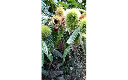 【先行予約】高級生栗 まるっこ栗  約1kg ＜2026年10月中旬?発送＞ 夢甘栗 生栗 くり 栗 果物 【仁淀川流域夢甘栗生産者組合 くり蔵】[ATDR003]