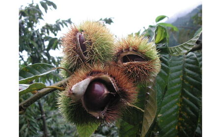 【先行予約】高級生栗 まるっこ栗  約1kg ＜2026年10月中旬?発送＞ 夢甘栗 生栗 くり 栗 果物 【仁淀川流域夢甘栗生産者組合 くり蔵】[ATDR003]