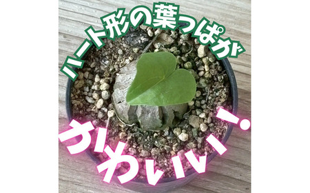 希少塊根植物（亀甲竜）/ 植物 インテリア 苗 自然 ナチュラル 緑 栽培 趣味 【見元園芸】[ATHY002]