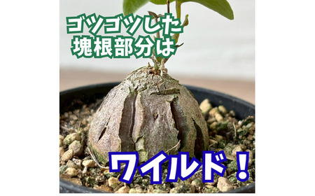 希少塊根植物（亀甲竜）/ 植物 インテリア 苗 自然 ナチュラル 緑 栽培 趣味 【見元園芸】[ATHY002]