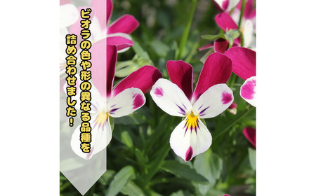 【先行予約】オリジナルビオラ詰め合わせ（5種）＜2025年11月?発送＞ / 花 インテリア 苗 自然 ナチュラル 緑 栽培 趣味 【見元園芸】[ATHY006]