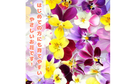 【先行予約】オリジナルビオラ詰め合わせ（5種）＜2025年11月?発送＞ / 花 インテリア 苗 自然 ナチュラル 緑 栽培 趣味 【見元園芸】[ATHY006]