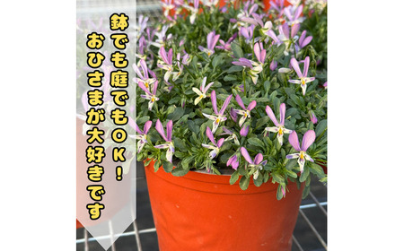 【先行予約】オリジナルビオラ詰め合わせ（5種）＜2025年11月?発送＞ / 花 インテリア 苗 自然 ナチュラル 緑 栽培 趣味 【見元園芸】[ATHY006]