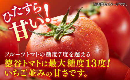 【先行予約】プレミアム徳谷トマト約1kg 24個入り 生産者52番 (ウォールナットケース入り) 〈2026年1月中旬?2026年5月下旬頃発送〉/ フルーツトマト とまと フルーツ 果物 季節もの 【フルーツショップオザキ】[ATAH001]