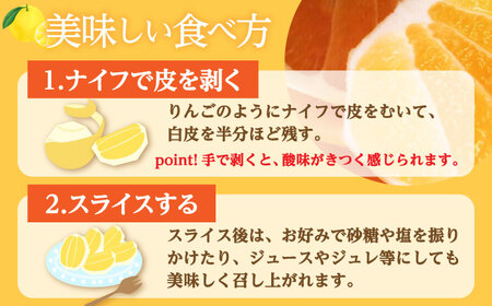【先行予約】土佐小夏約2.5kg 13個前後 Lサイズ〈2026年4月中旬-2026年7月中旬頃発送〉/ 日向夏 オレンジ ニューサマーオレーンジ 日向夏 ニューサマオレンジ 高知県 蜜柑 デザート 柑橘 果物 [ATAH002]