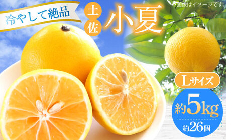 【先行予約】土佐小夏 Lサイズ 約5kg 26個前後〈2026年4月中旬-2026年7月中旬頃発送〉/ 日向夏 みかん ニューサマーオレンジ 柑橘 フルーツ こなつ 小夏 果物 特産 5キロ 高知県【フルーツショップオザキ】 [ATAH004]