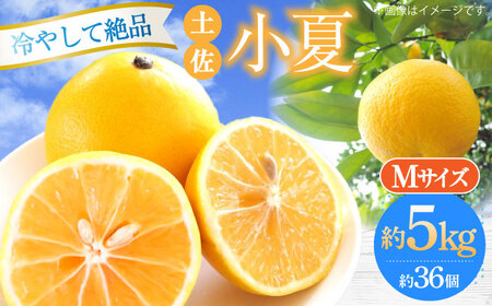 【先行予約】土佐小夏 Mサイズ 約5kg 36個前後〈2026年4月中旬-2026年7月中旬頃発送〉/ 日向夏 みかん ニューサマーオレンジ 柑橘 フルーツ こなつ 小夏 果物 特産 5キロ 高知県【フルーツショップオザキ】 [ATAH005]