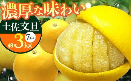 【先行予約】南国高知温室 土佐文旦 約3kg 7玉〈2025年11月中旬?2026年2月中旬頃発送〉/ 文旦 ぶんたん フルーツ 果物 3キロ 高知県 【フルーツショップオザキ】[ATAH011]