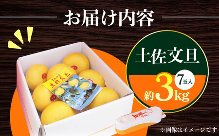 【先行予約】南国高知温室 土佐文旦 約3kg 7玉〈2025年11月中旬?2026年2月中旬頃発送〉/ 文旦 ぶんたん フルーツ 果物 3キロ 高知県 【フルーツショップオザキ】[ATAH011]