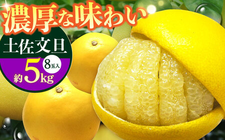 【先行予約】南国高知温室土佐文旦 約5kg 8玉〈2025年11月中旬?2026年2月中旬頃発送〉/ 文旦 ぶんたん フルーツ 果物 5キロ 高知県 【フルーツショップオザキ】[ATAH015]