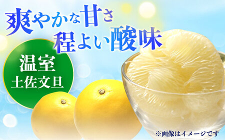 【先行予約】南国高知温室土佐文旦 約5kg 8玉〈2025年11月中旬?2026年2月中旬頃発送〉/ 文旦 ぶんたん フルーツ 果物 5キロ 高知県 【フルーツショップオザキ】[ATAH015]