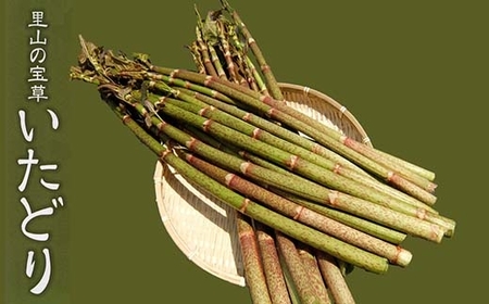 いたどり 2kg 冷凍 塩漬け 春の山菜 山菜の里 高知 土佐 スカンポ イタドリ イタズリ 高知県高知市 ふるさと納税サイト ふるなび