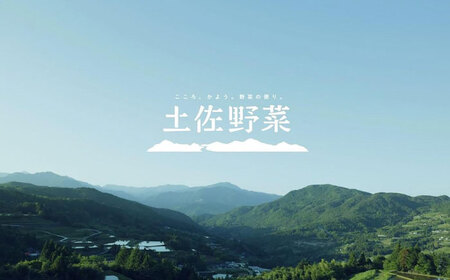 土佐の太陽をいっぱいに浴びた旬の野菜生姜約200gのセット「小」【土佐野菜】 [ATBA003]スピード 最短 最速 発送 春 春野菜 旬野菜 野菜詰め合わせ