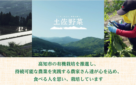 【6回定期便】 土佐の太陽をいっぱいに浴びた旬の野菜と生姜約100gのセット「大」 (6回配送)【土佐野菜】 [ATBA015]