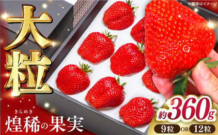 【先行予約】煌稀の果実 大粒 苺  約360g (9または12粒) 高知市春野町産〈2026年1月上旬?2026年4月上旬頃発送〉 /  いちご イチゴ 果物 フルーツ【森強のいちご農園】[ATAS001]