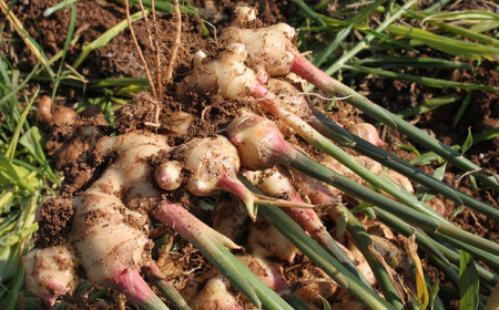 【最速発送】土佐山ジンジャエール辛口・マイルドセット（200ｍｌ×計4本）【一般財団法人夢産地とさやま開発公社】 [ATBH014]　スピード 最短 最速 発送