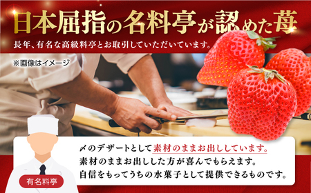 【先行予約】煌稀の果実 高知市春野町産 苺 特大 (約600g 9または12粒) ＜2025年1月 から発送開始＞ 【森強のいちご農園】 [ATAS002]