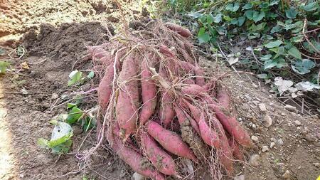 濃厚お芋スイーツ】ねっとり甘い高知名物「ひがしやま」～干し芋４袋