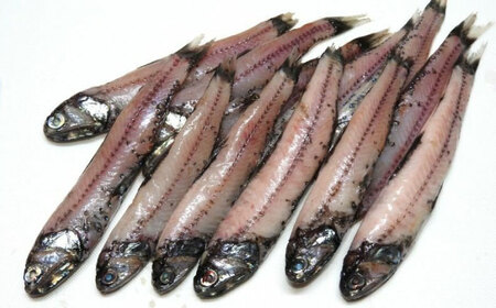 高知県産ハダカイワシ唐揚げ用 大容量約2kg 【アジアマリン有限会社】 [ATCM005]