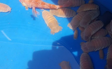 室戸からの招待状「海来に乗船していざ深海生物漁業体験」試食付 _ma003