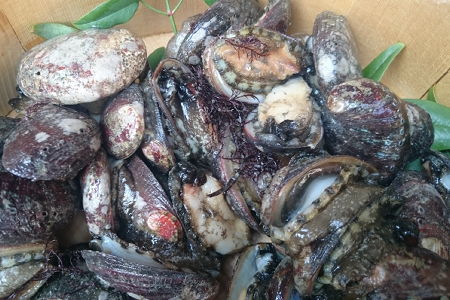 ｒｙ０３２高級食材トコブシ 流れ子 の煮付け 高知県室戸市 ふるさと納税サイト ふるなび