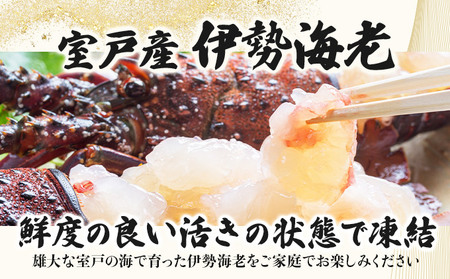 室戸産活冷伊勢海老【２～３尾】