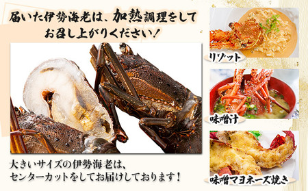 室戸産活冷伊勢海老【２～３尾】