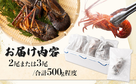 室戸産活冷伊勢海老【２～３尾】