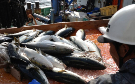 室戸産天然ぶりまるごと１匹（５ｋｇ～）下処理不可