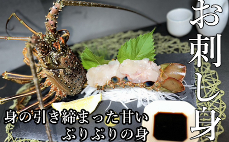 活伊勢海老 (軍手付き) 2～6尾 約1.5kg【イセエビ 伊勢海老】