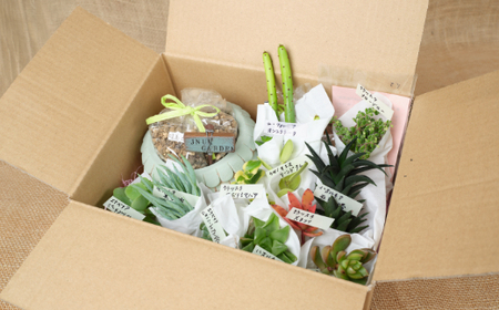 多肉植物の寄せ植えセット（メゾンラウンドポット）丸屋根