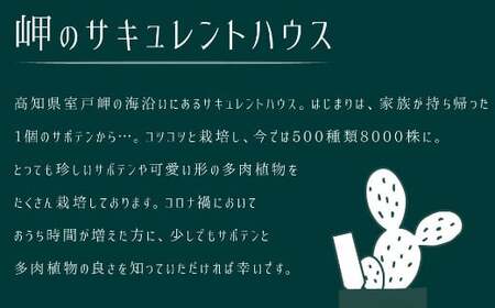 多肉植物の寄せ植えセット（メゾンラウンドポット）丸屋根