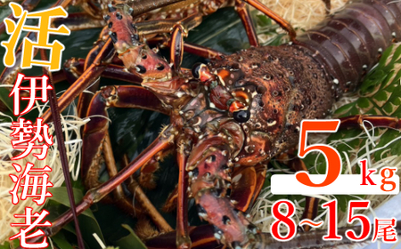 室戸市産活伊勢海老　５ｋｇ　レシピ、軍手、キッチンバサミ付き hk008