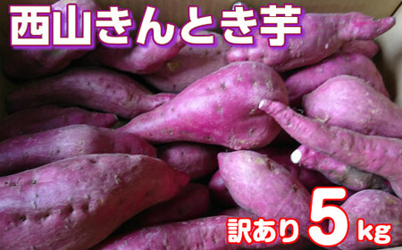 【訳あり】西山きんとき芋５ｋｇ　新芋　ta021