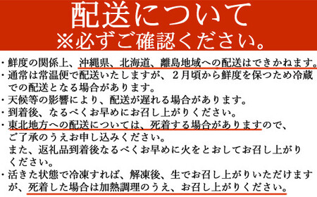【捌き方レシピ・軍手付き】活きイセエビ漁師直送！！600g以上（1～2尾、1~2人前）海老 伊勢海老 伊勢エビ