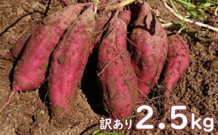 TA022【訳あり】西山きんとき芋(さつまいも)2.5kg