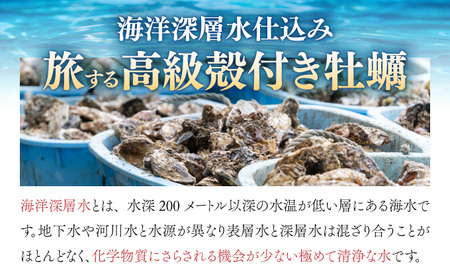 【国産】殻付き牡蠣 旅する牡蠣 プレミアムオイスター 室津 12～15個入り 室戸海洋深層水 生食用 生食 生ガキ 生食用カキ カキ 牡蠣 かき 魚貝類 冷蔵 先行予約 送料無料 ak004