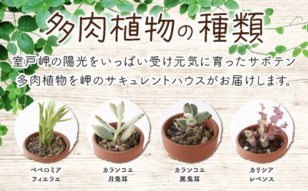 多肉植物の寄せ植えセット5本～10本