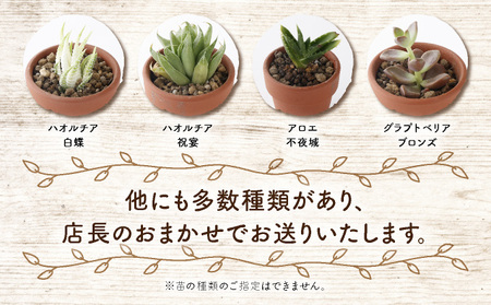 多肉植物の寄せ植えセット5本～10本